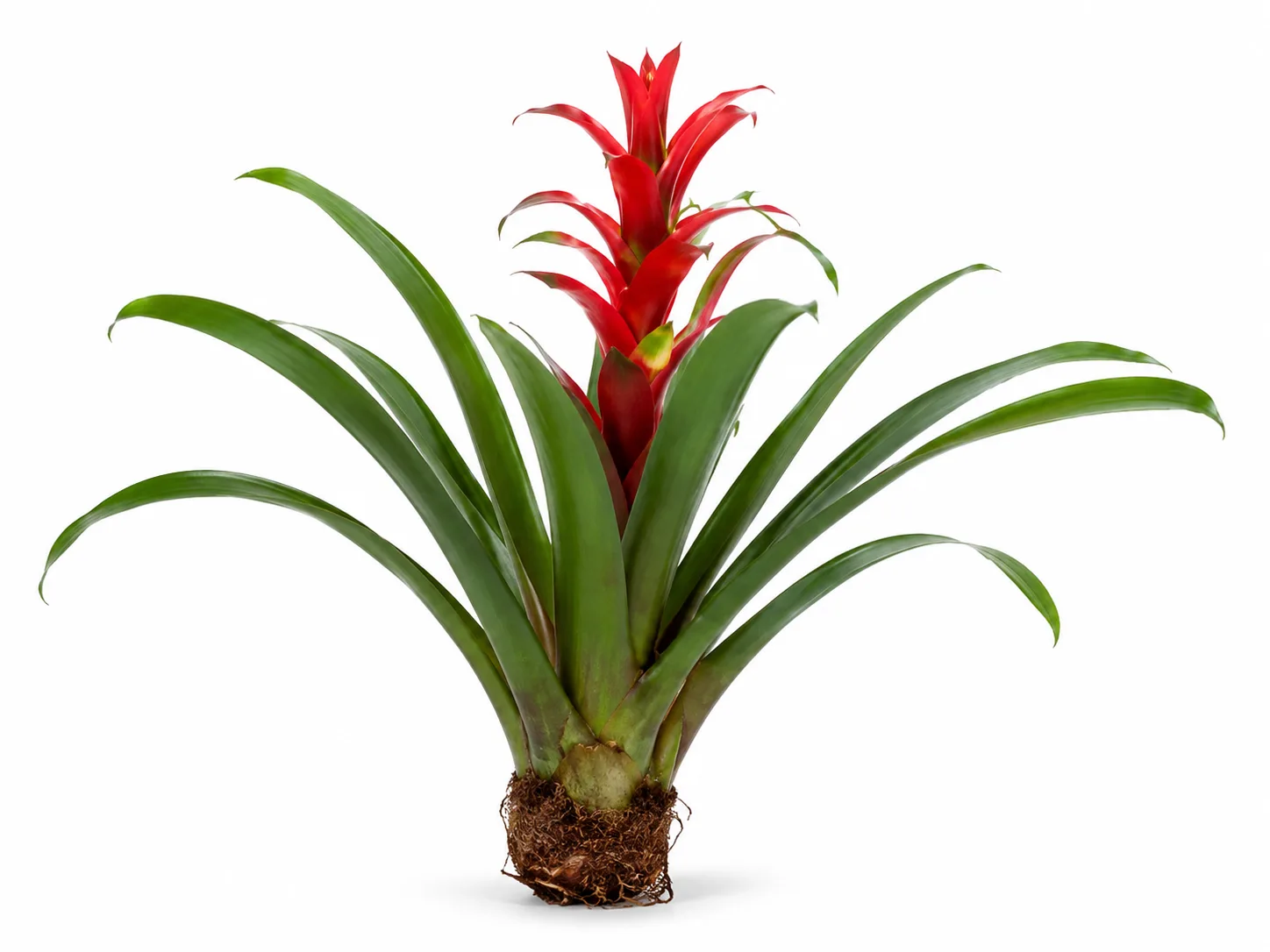 Bromelia, Quiche, Cardo.
