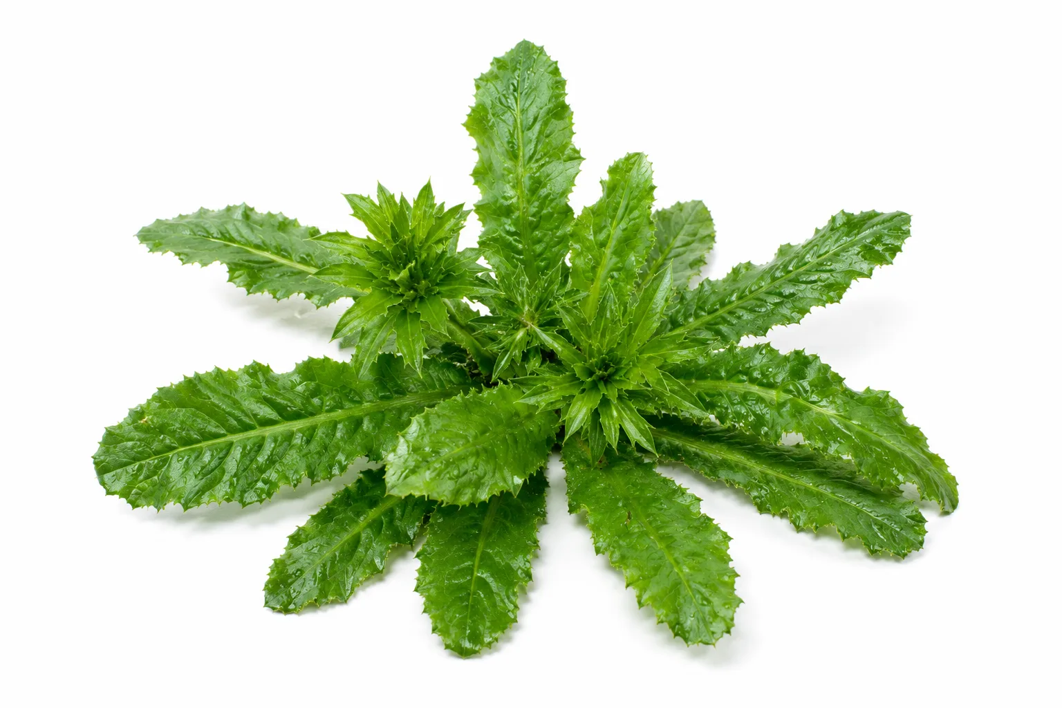 Cilantro cimarrón