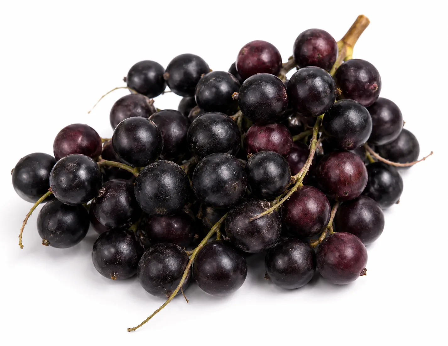Corozo