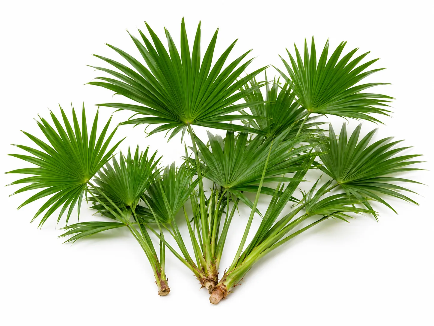 Palmicha