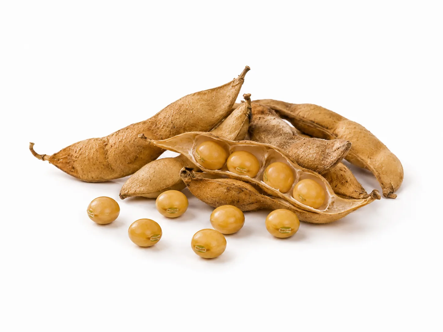 Guandú