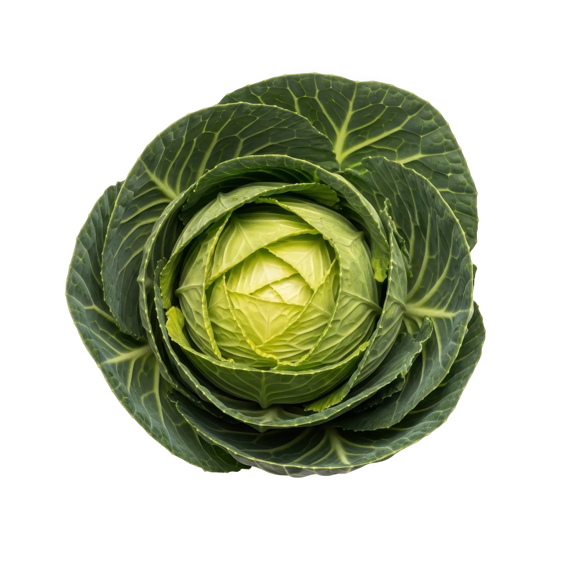 Repollo