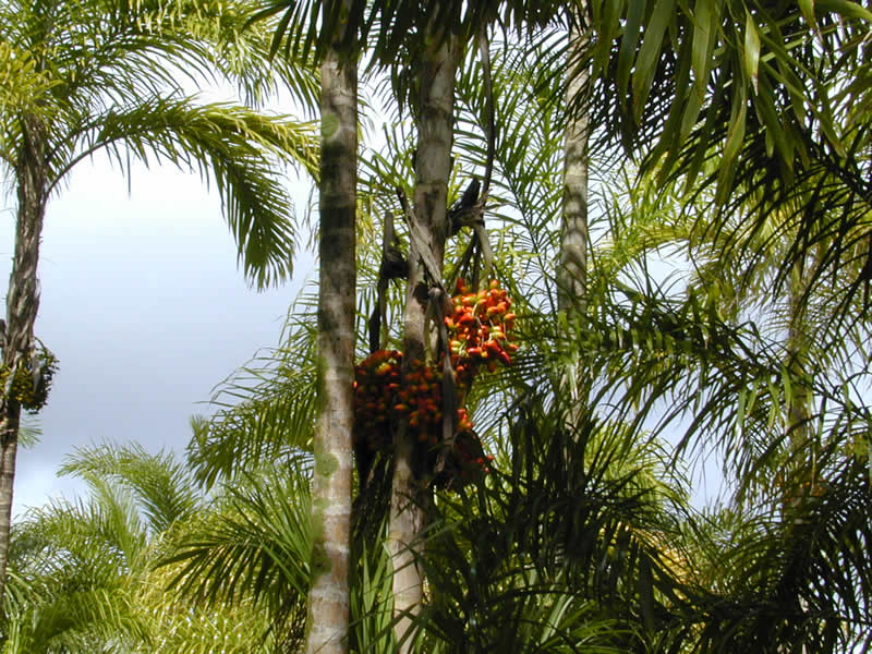 Palma de chontaduro
