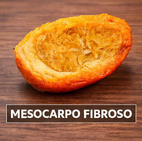 Mesocarpo Fibroso