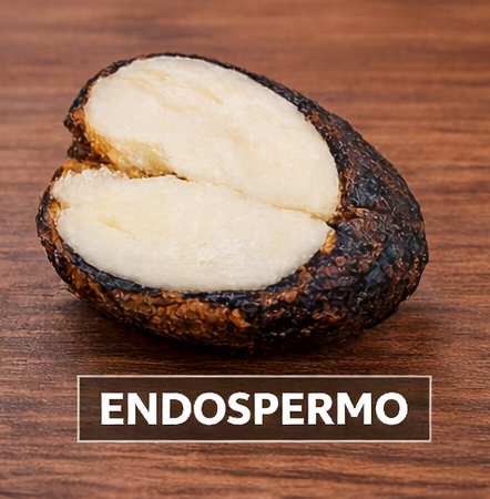 Endospermo